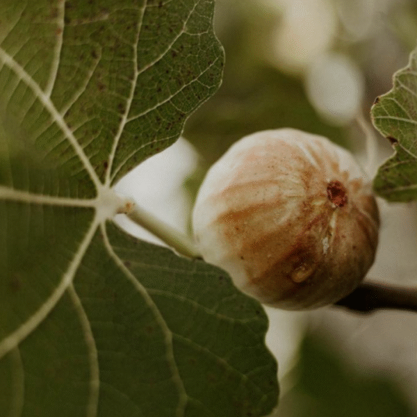 FOGLIE DI FICO leaf FOGLIE DI FICO leaf
