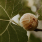 FOGLIE DI FICO leaf